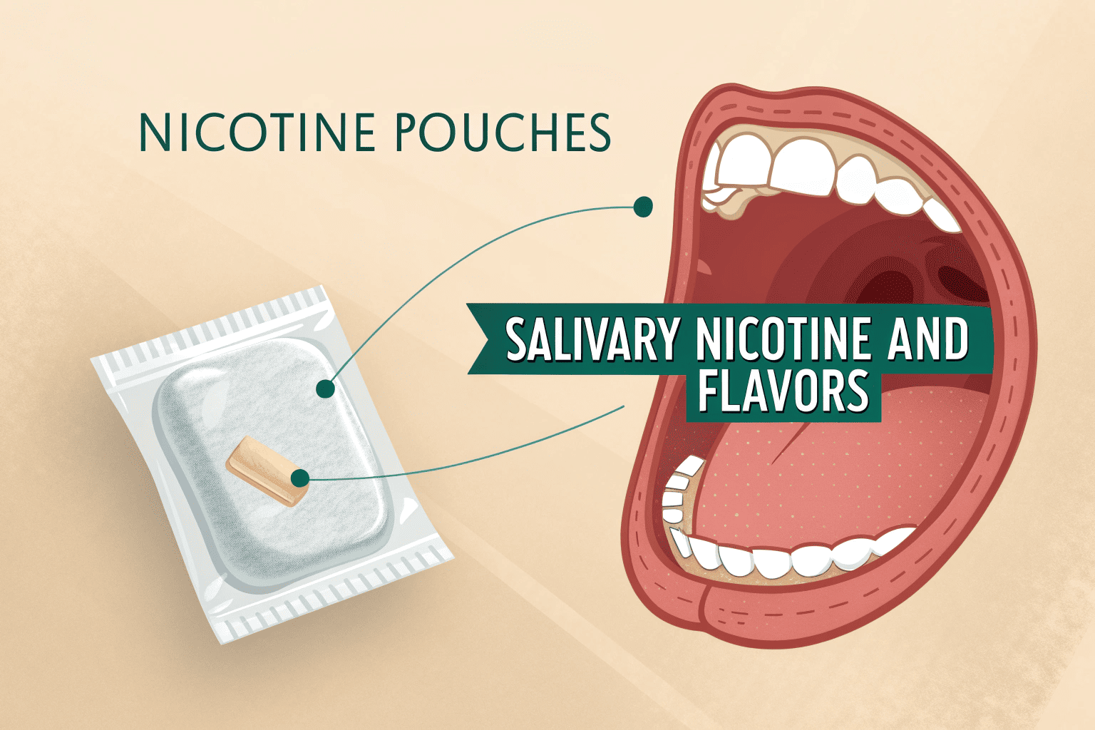 A diagram showing how nicotine is absorbed from a pouch through the gums